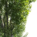 modern landscape tree poplar 3d model