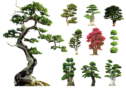 Modern pine tree modeling tree landscape tree ornamental tree courtyard tree plant opposite landscape tree 3d model