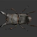 Detailed Flying Stag Beetle With Prominent Mandibles Dark Exoskeleton And Long Legs On Gray Background