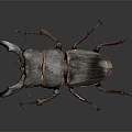 Modern Beetle Deer Island Peony Beetle Beetle 3d model