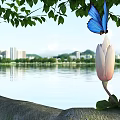 Beautiful Pink White Magnolia Flowers With Fresh Green Leaves By Calm Lake Cityscape Distant Mountains