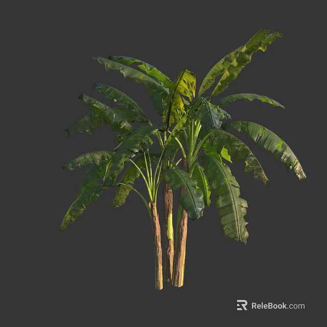 Lush Banana Tree With Large Green Leaves And Woody Trunks In Natural Form 3d model 
