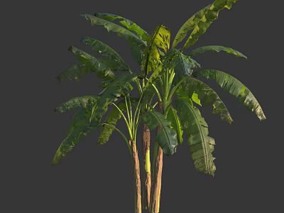 Lush Banana Tree With Large Green Leaves And Woody Trunks In Natural Form 3d model