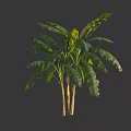 Lush Banana Tree With Large Green Leaves And Woody Trunks In Natural Form