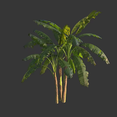 Lush Banana Tree With Large Green Leaves And Woody Trunks In Natural Form 3d model