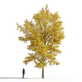 Arbor Collection With Green And Yellow Leaves Featuring Multiple Trees And Human Figures Below