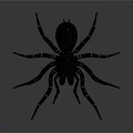 Black Spider With Long Striped Legs And Detailed Appearance On Gray Background