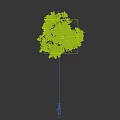 Tall Deciduous Tree With Vibrant Red Flowers And Lush Green Leaves Against Clear Blue Sky