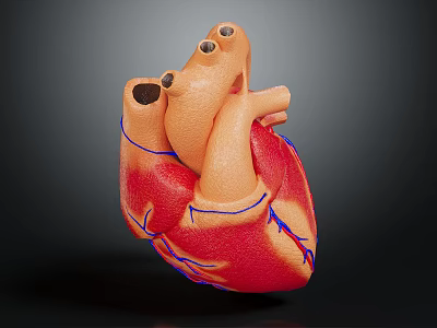 Detailed Human Heart Organ 3D Model with Anatomical Structure and Blue Vessels 3d model