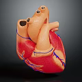 Detailed Human Heart Organ 3D Model with Anatomical Structure and Blue Vessels