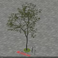 Tall Evergreen Qinggang Tree Standing on Gray Paved Square with Green Base and Small Figure