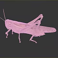 grasshopper insect cartoon locust animation locust anime locust anime game character 3d model