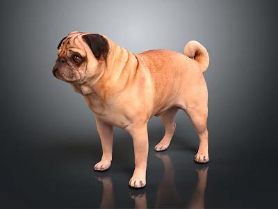 Tan Colored Pug Dog Standing On Dark Background With Shiny Floor 3d model