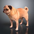 Tan Colored Pug Dog Standing On Dark Background With Shiny Floor 3d model