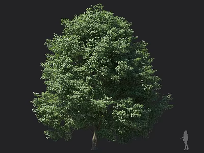 Lush Green Arbor With Dense Canopy Full Leaves And Natural Growth Structure 3d model