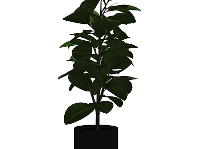 Potted Plant With Large Green Leaves In Black Ceramic Pot 3d model