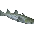 Aquatic Animal Fish With Silver Scales Black Fins And Streamlined Body