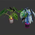 Potted Indoor Plants with Green White Veined and White Red Veined Leaves for Decoration
