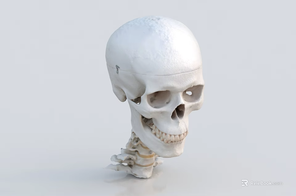 Medical Device Human Skull Anatomical Model Featuring Cervical Vertebrae Structure 3d model 