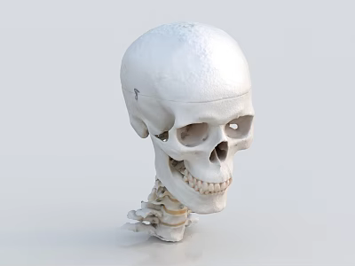 Medical Device Human Skull Anatomical Model Featuring Cervical Vertebrae Structure 3d model