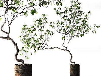 Bonsai Plants With Curved Trunks And Green Leaves In Stump Pots On White Background 3d model