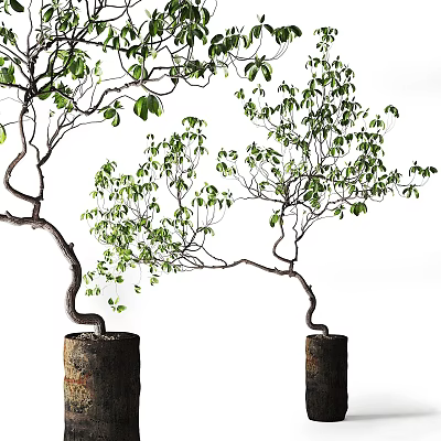 Bonsai Plants With Curved Trunks And Green Leaves In Stump Pots On White Background 3d model