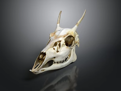 Anatomical Animal Skull With Horns And Detailed Skeletal Features On Dark Surface 3d model