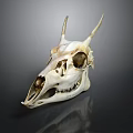 Anatomical Animal Skull With Horns And Detailed Skeletal Features On Dark Surface