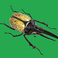 Giant Beetle With Large Horn And Yellow Black Body On Green Background