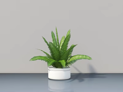 Potted Bonsai Plant with Fresh Green Fern Leaves in White Pot on Gray Tabletop 3d model