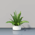 Potted Bonsai Plant with Fresh Green Fern Leaves in White Pot on Gray Tabletop