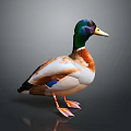 Duck With Green Head Brown Body And Yellow Beak Standing On Gray Background With Reflection