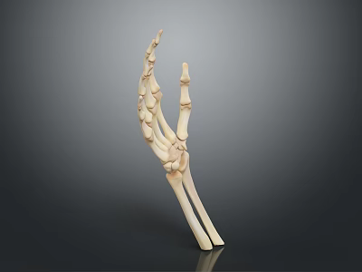 Hand Bones Anatomical Model Showing Detailed Skeletal Structure With Phalanges And Metacarpals 3d model
