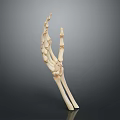 Hand Bones Anatomical Model Showing Detailed Skeletal Structure With Phalanges And Metacarpals 3d model