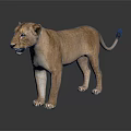 Lioness Standing With Light Brown Smooth Fur Against Dark Background And Reflection On Shiny Surface