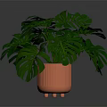 Monstera Plant With Large Green Leaves In Orange Decorative Ceramic Pot