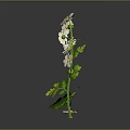 Plants with White Small Flowers and Green Leaves on Dark Surface Gray Background Reflections