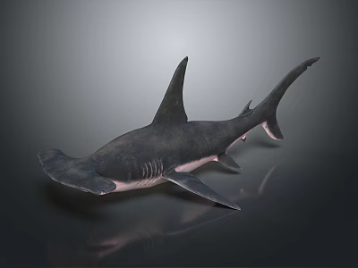 Hammerhead Shark With Distinctive Hammer Shaped Head And Marine Habitat Features 3d model