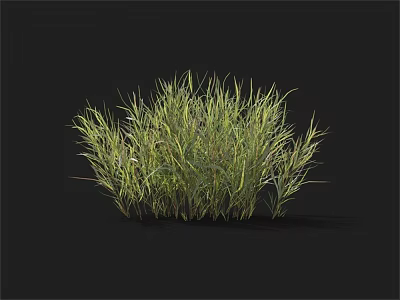 Vibrant Fresh Green and Yellow Grass Clump Growing Against Black Background 3d model