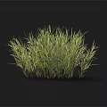 Vibrant Fresh Green and Yellow Grass Clump Growing Against Black Background