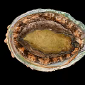 Abalone Shell Displaying Vibrant Interior With Natural Iridescent Texture And Patterns