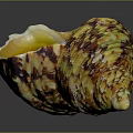 Colorful Sea Snail With Yellow Brown Textured Shell And Shiny Inner Chamber