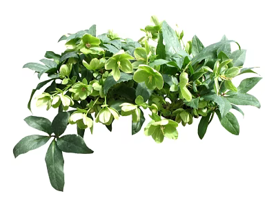 Green Flowers and Lush Leaves with Small Blossoms in Natural Fresh Cluster 3d model