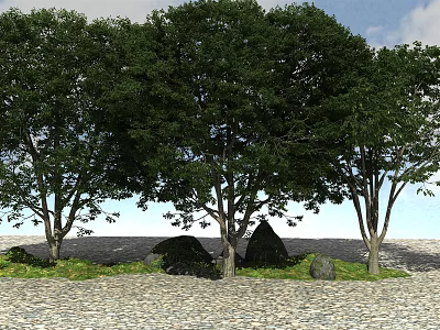 Tall Arbor Trees With Lush Green Leaves Under Blue Sky On Gravel Ground And Rocks 3d model