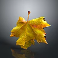Vibrant Yellow Maple Leaf With Detailed Veins And Tattered Edges On Gray Background With Reflection