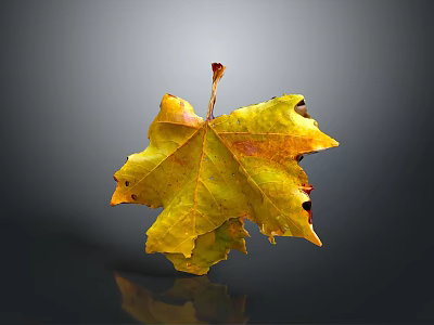 Vibrant Yellow Maple Leaf With Detailed Veins And Tattered Edges On Gray Background With Reflection 3d model