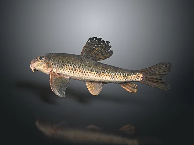 modern fish freshwater fish marine fish animal 3d model