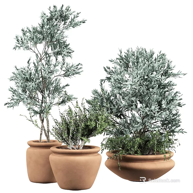 Indoor Decorative Bonsai Potted Plants With Diverse Green Foliage In Terracotta Pots 3d model 