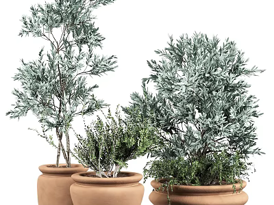 Indoor Decorative Bonsai Potted Plants With Diverse Green Foliage In Terracotta Pots 3d model