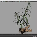 Natural Plant with Green Leaves White Flowers and Exposed Root with Soil